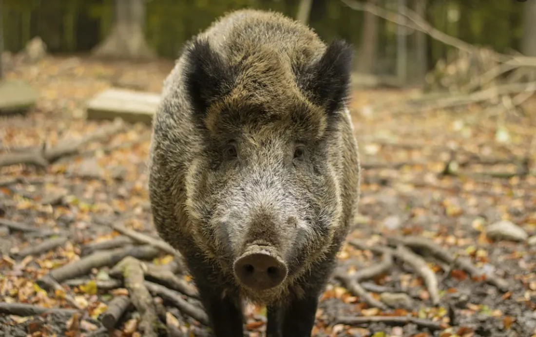Un sanglier similaire a rendu visite aux clients d'un Hyper U 